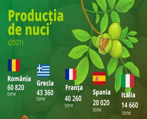 top nuci